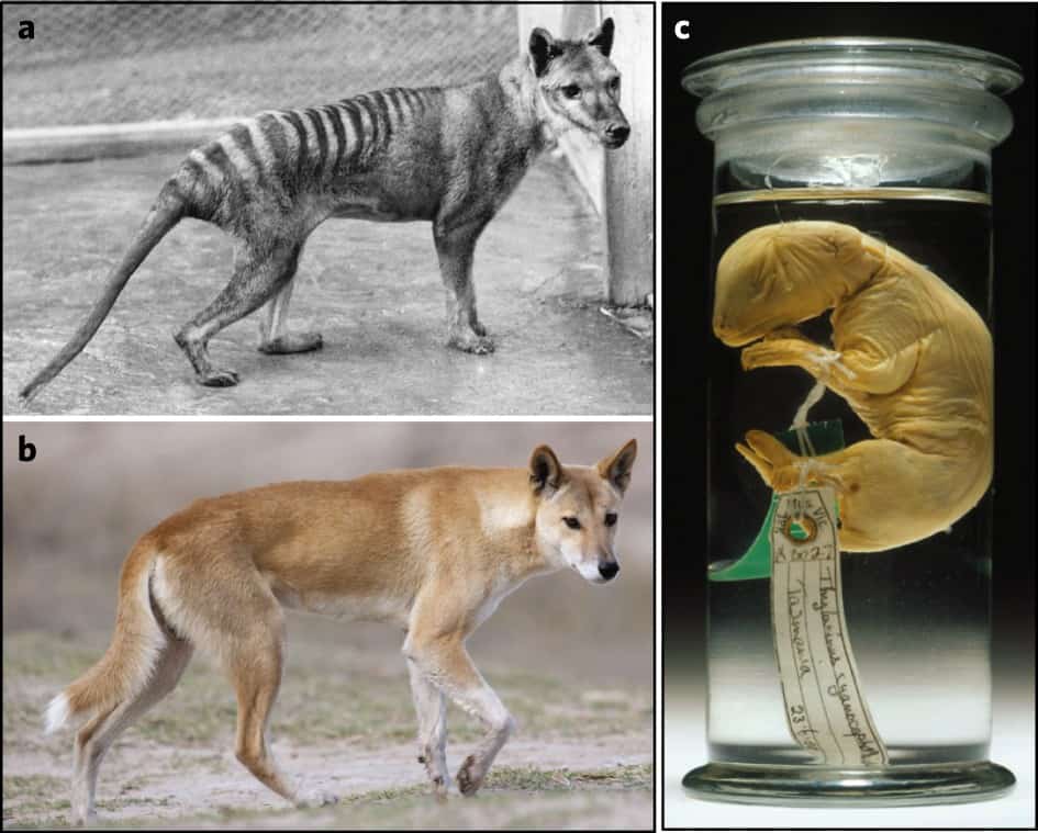 thylacine tasmanian tiger