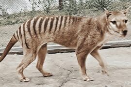 thylacine tiger