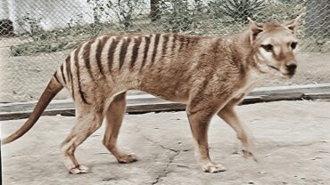 thylacine tiger