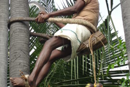 tree climb