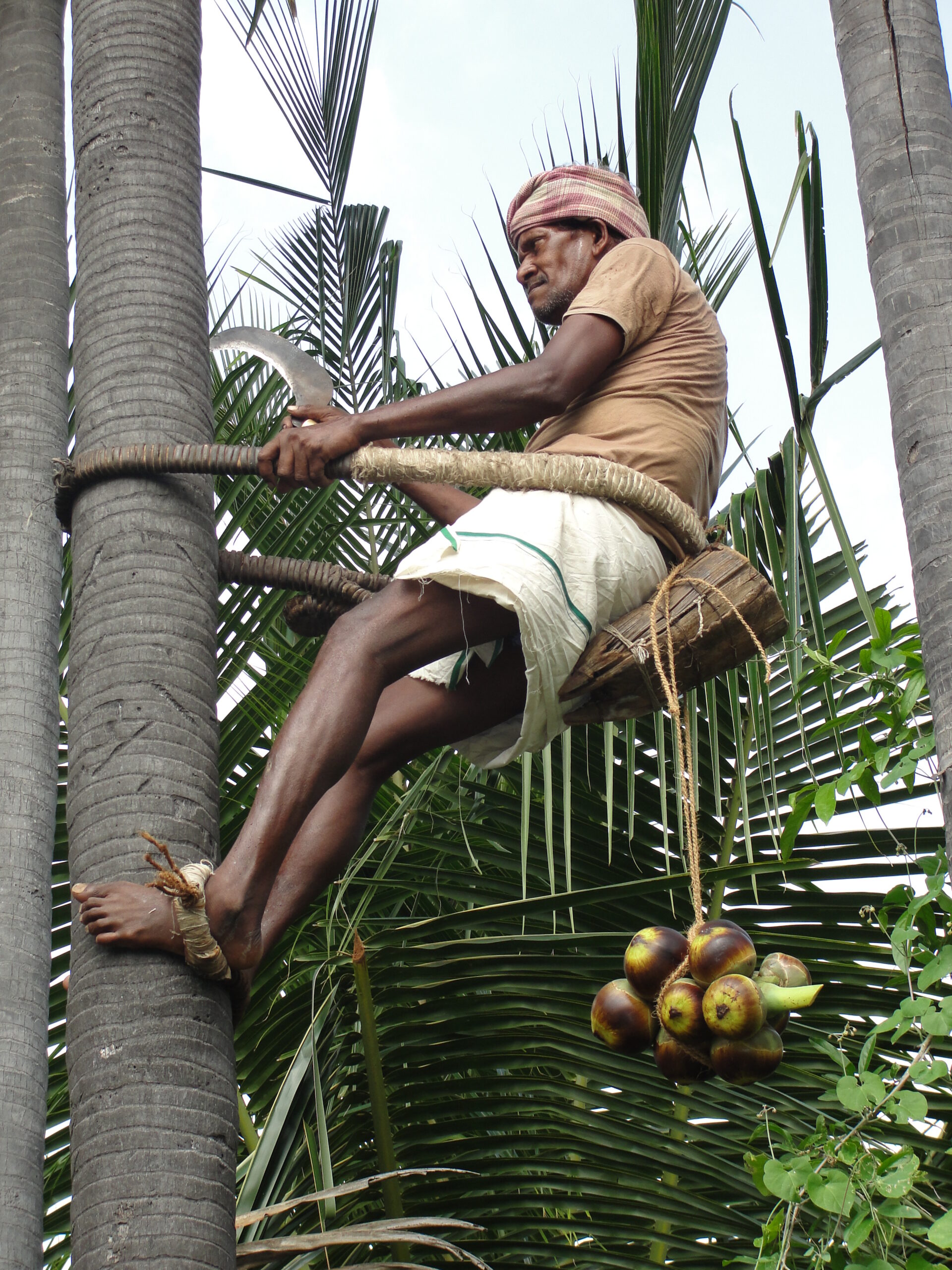 tree climb