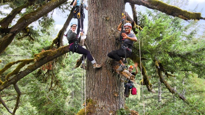 tree climbing