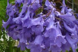 tree jacaranda