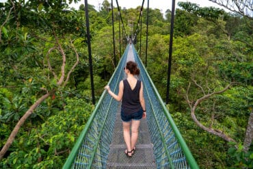 tree tops walk