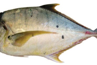 trevally recipes australia