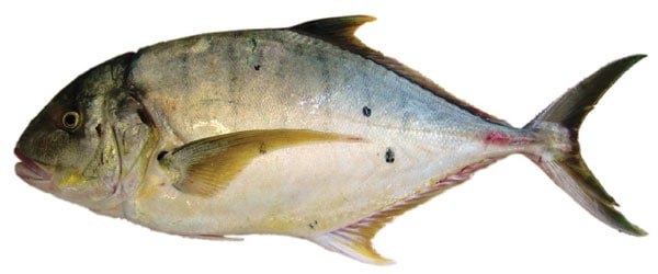 trevally recipes australia