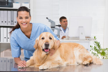 veterinarians in near me