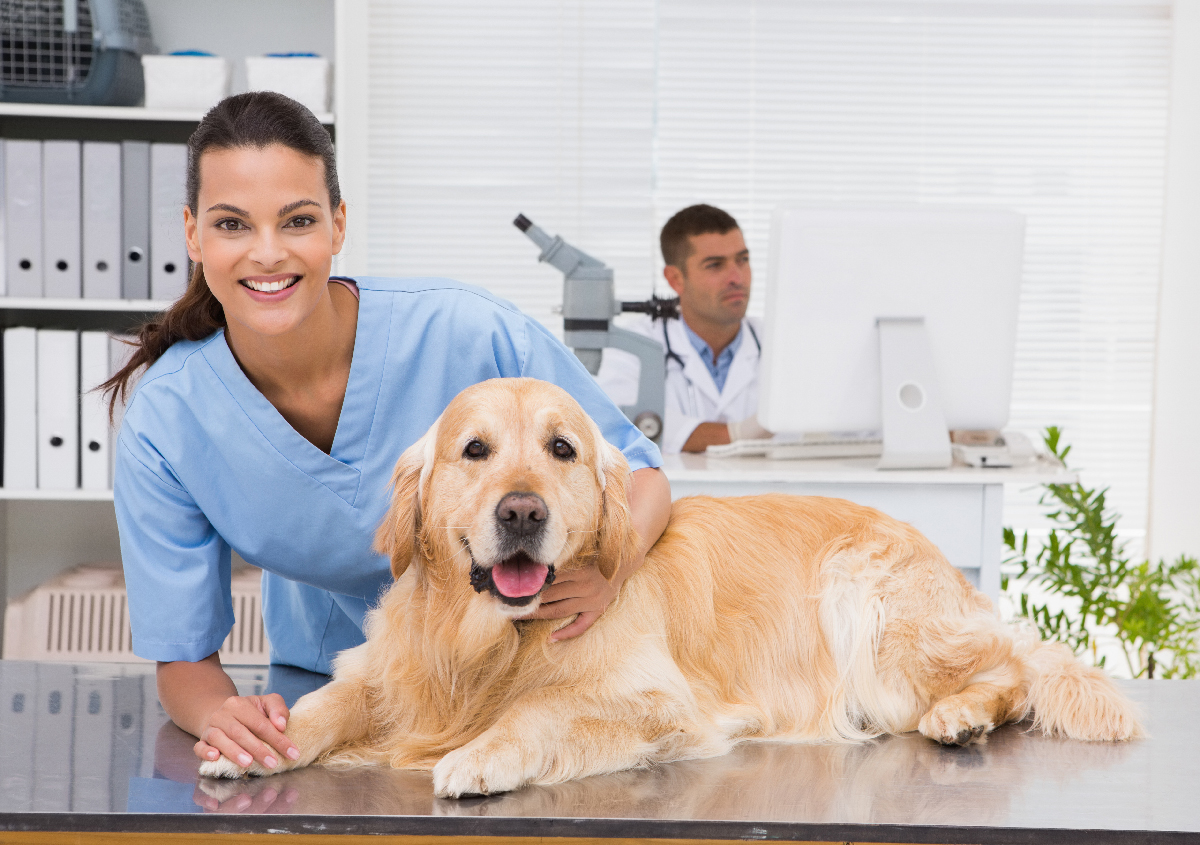 veterinarians in near me