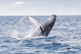 victor harbour whale watching