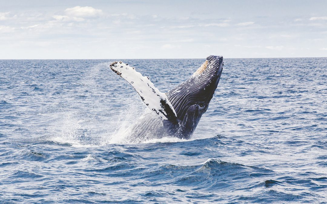 victor harbour whale watching