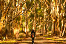 walking tracks adelaide