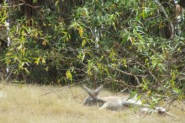 warrawong sanctuary