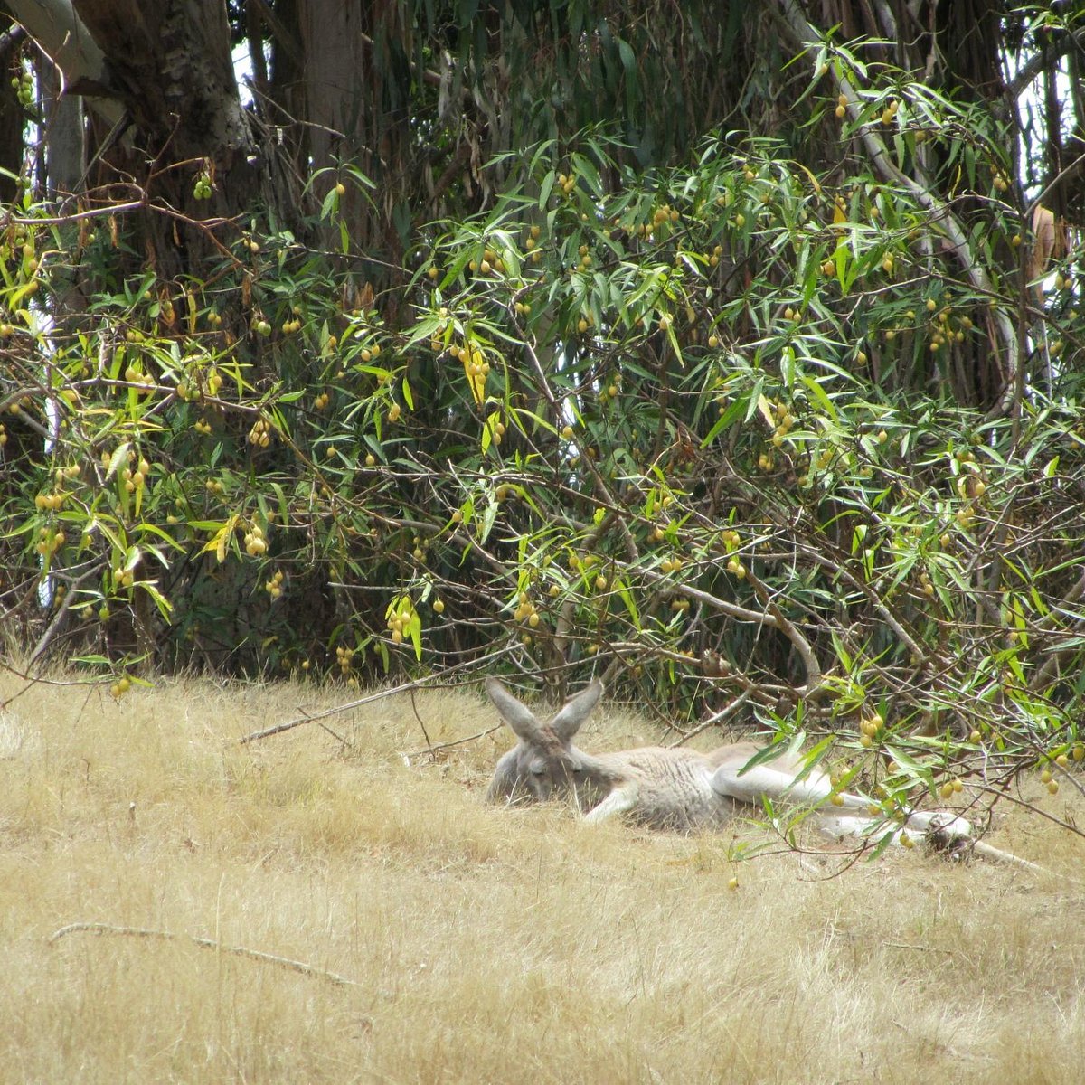 warrawong sanctuary