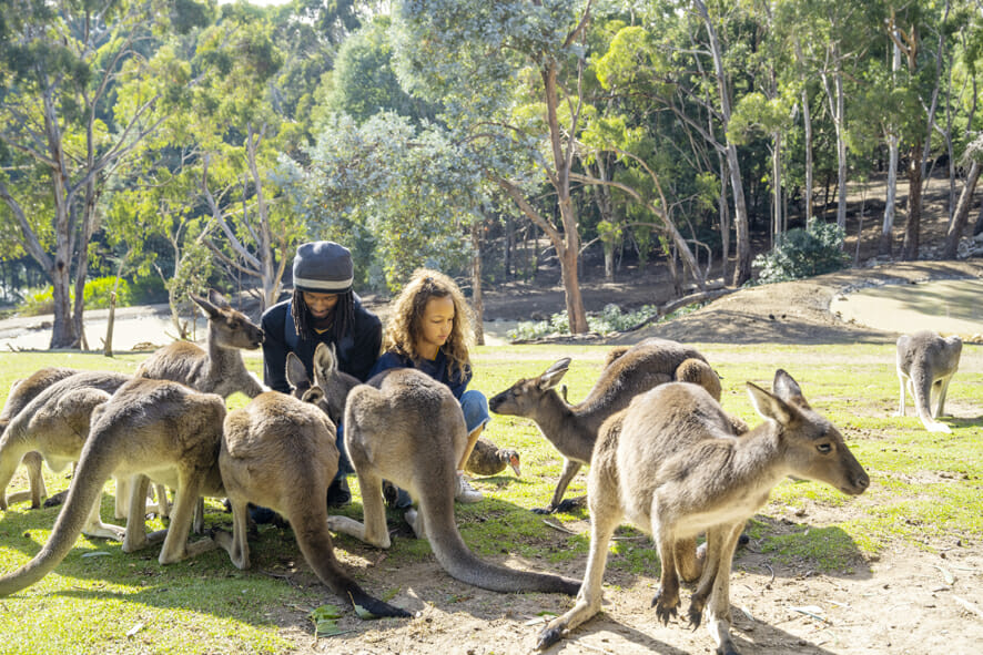 warrawong wildlife park