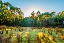 warrawong wildlife sanctuary