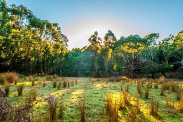 warrawong wildlife sanctuary