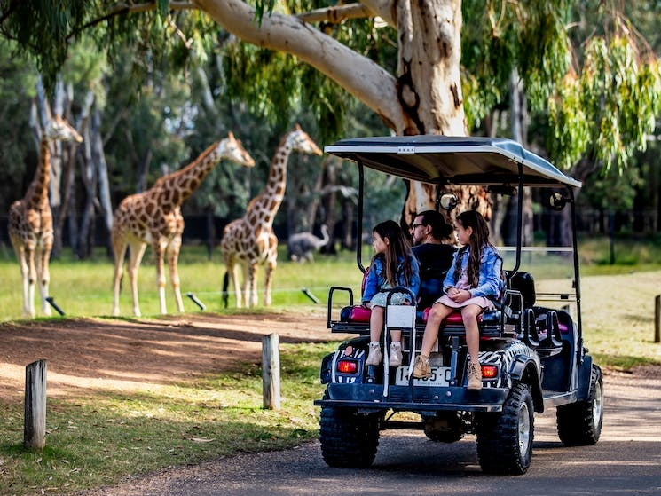 Exploring the Wonders of Western Plains Zoo Dubbo