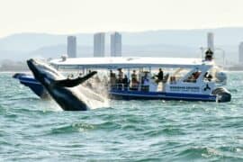 whale cruise gold coast