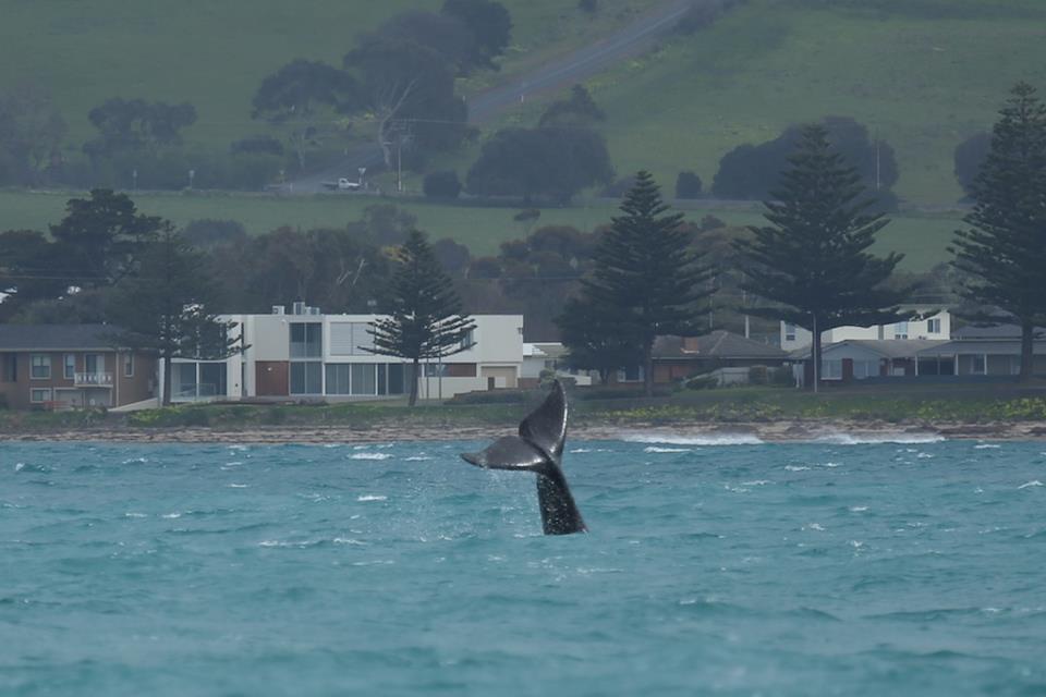 whale season victor harbour