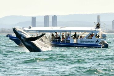 whale watch gold coast