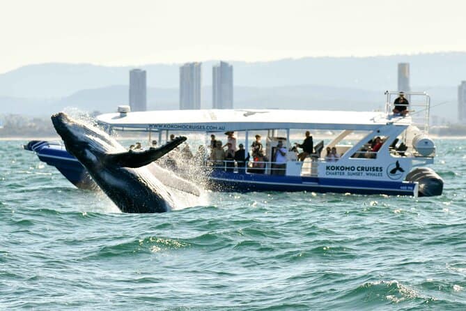 Whale Watch Gold Coast: A Captivating Adventure at Sea!