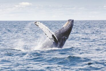 whale watch victor harbor