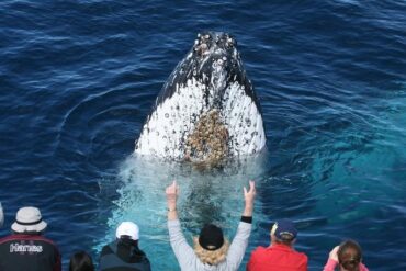 whale watching gold coast