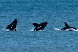 whale watching victor harbour