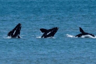 whale watching victor harbour