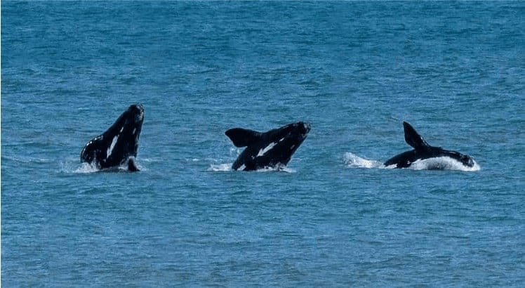 whale watching victor harbour