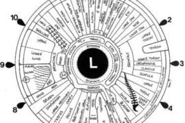 what is iridology