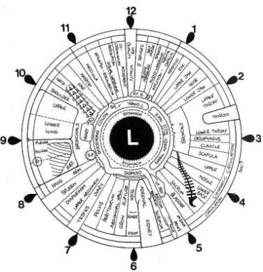 what is iridology