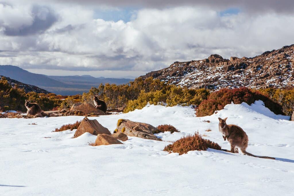 when is winter for australia