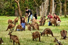 wildlife park adelaide