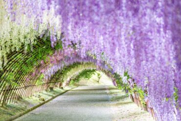 wistaria gardens sydney