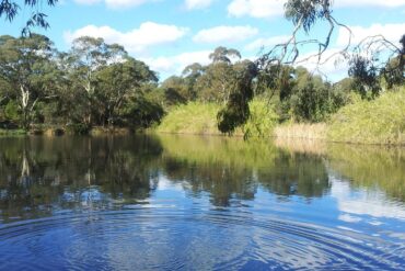 wittunga botanic garden