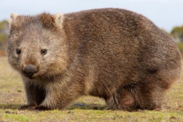 wombats