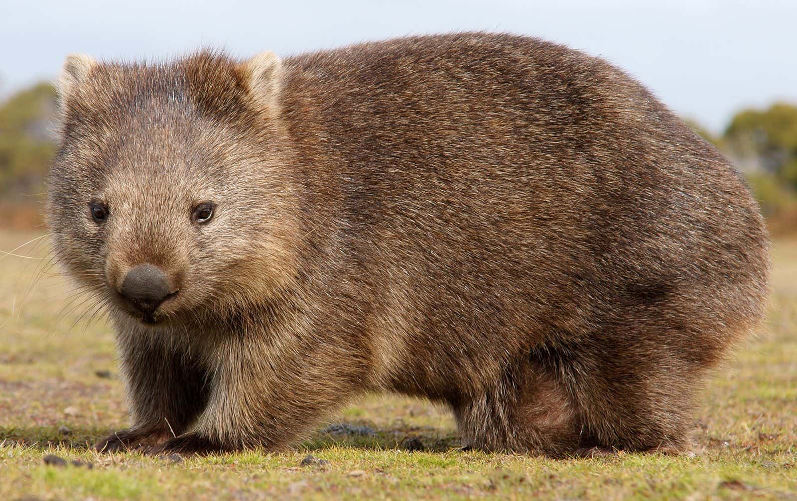 wombats