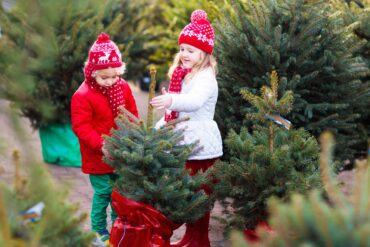 xmas tree farms