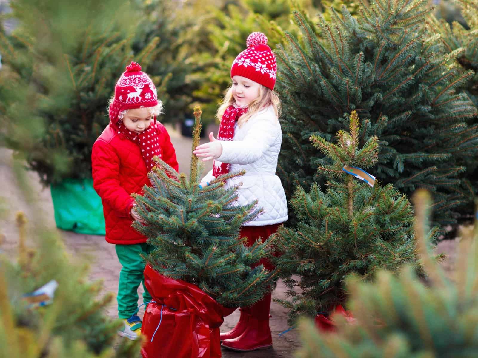 xmas tree farms