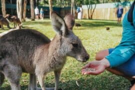 zoo brisbane