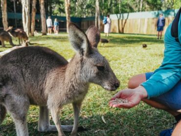 zoo brisbane