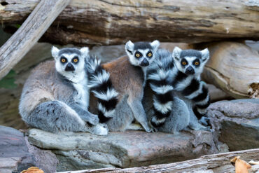 zoo in south australia