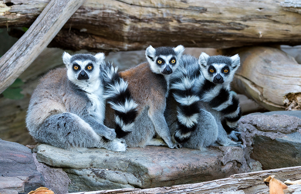 zoo in south australia