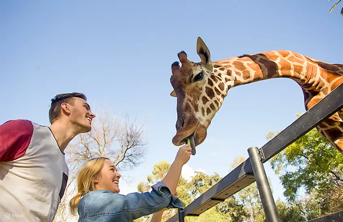 zoo tickets adelaide