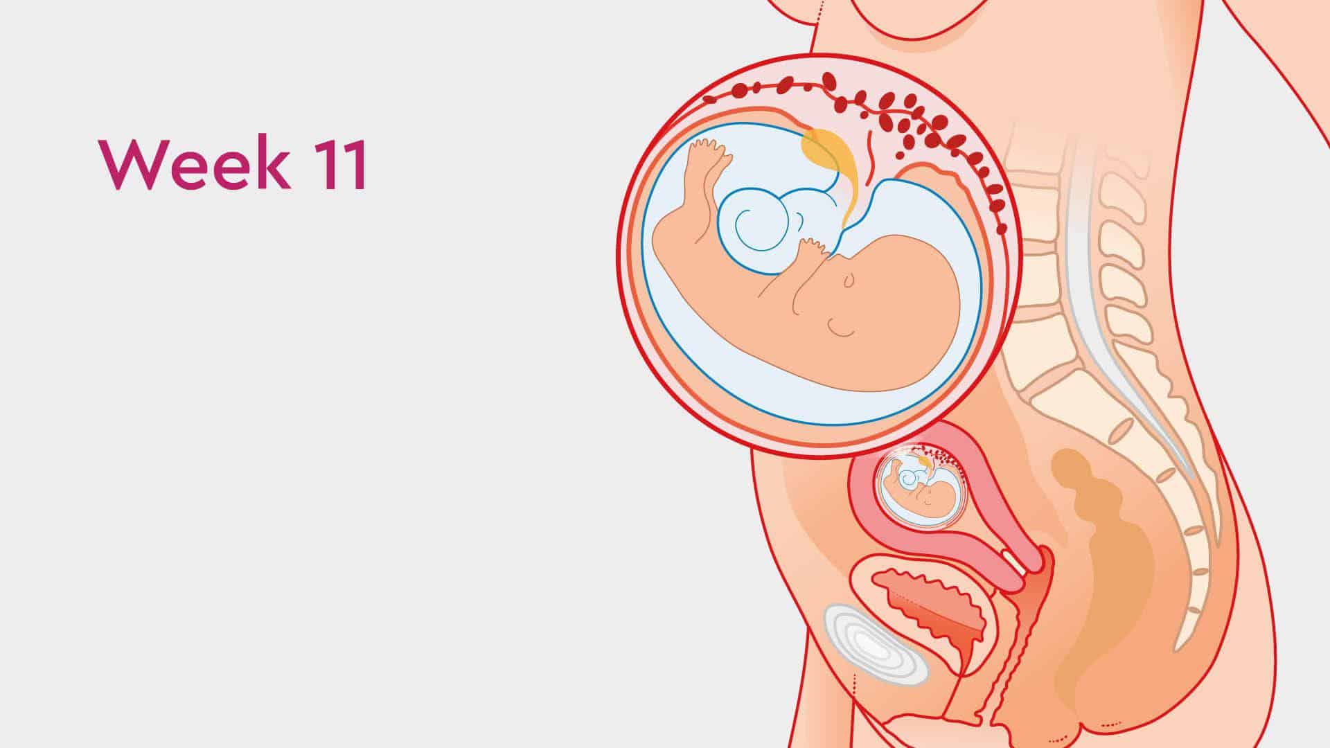 everything-you-need-to-know-about-11-week-pregnancy