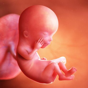 12 week fetus