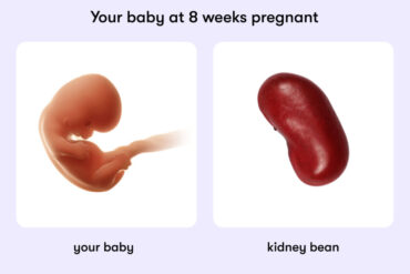 8 week pregnancy