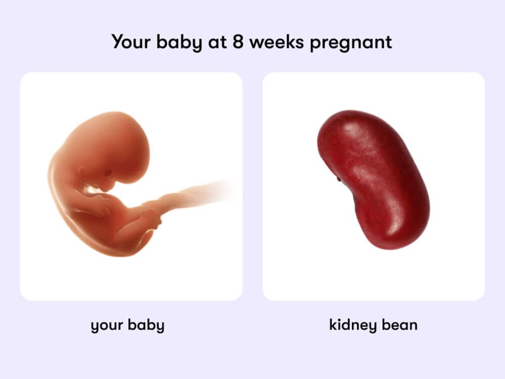 8 week pregnancy