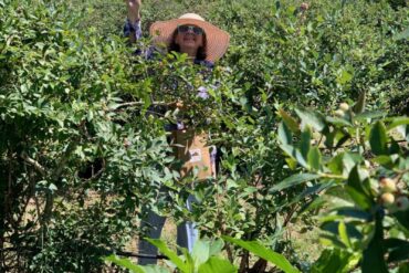 Blueberry Picking Places in Abilene Texas